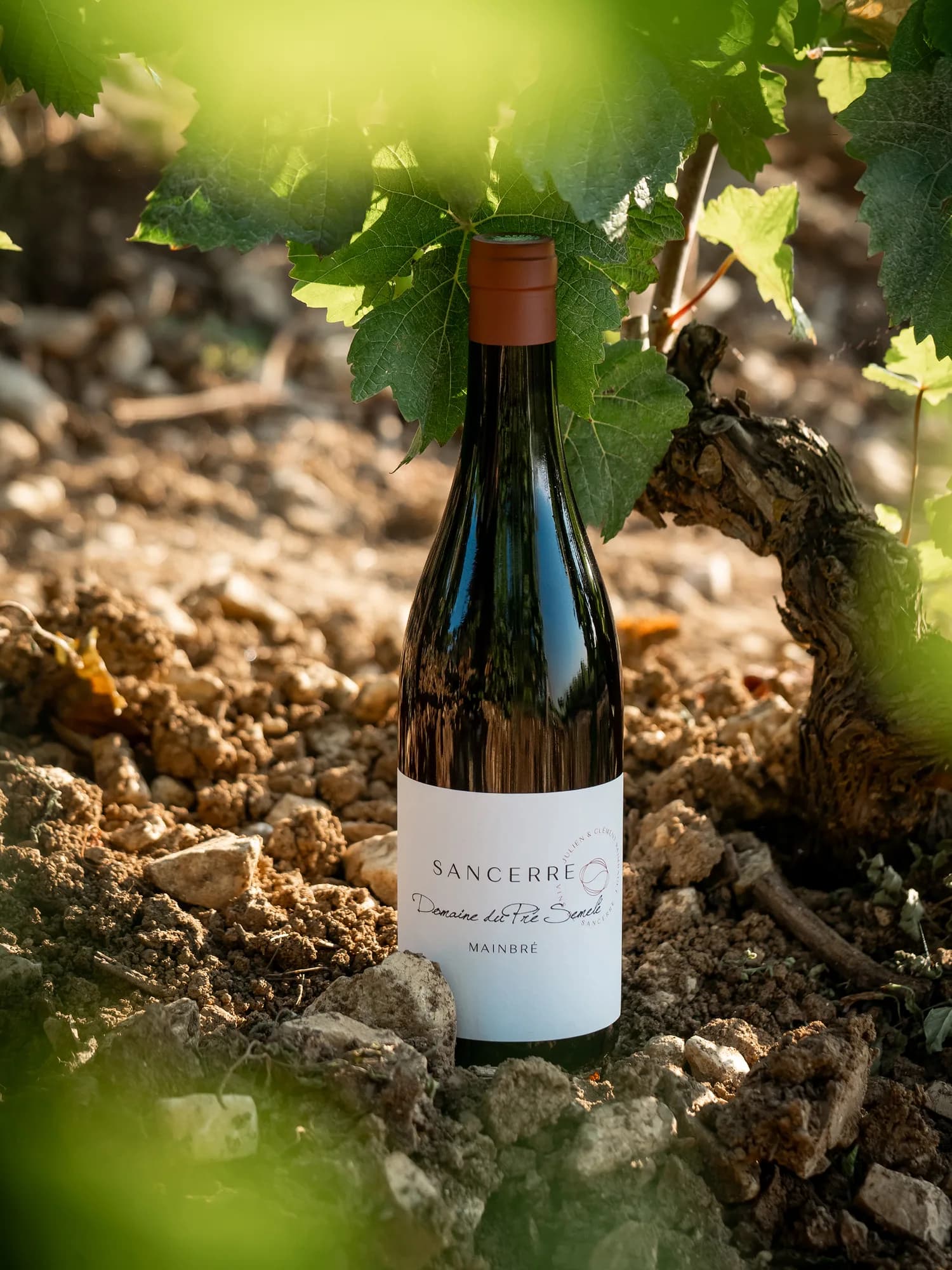 Une bouteille de Sancerre du Domaine du Pré Semelé, domaine viticole à Sury-en-Vaux, au pied d'un cep